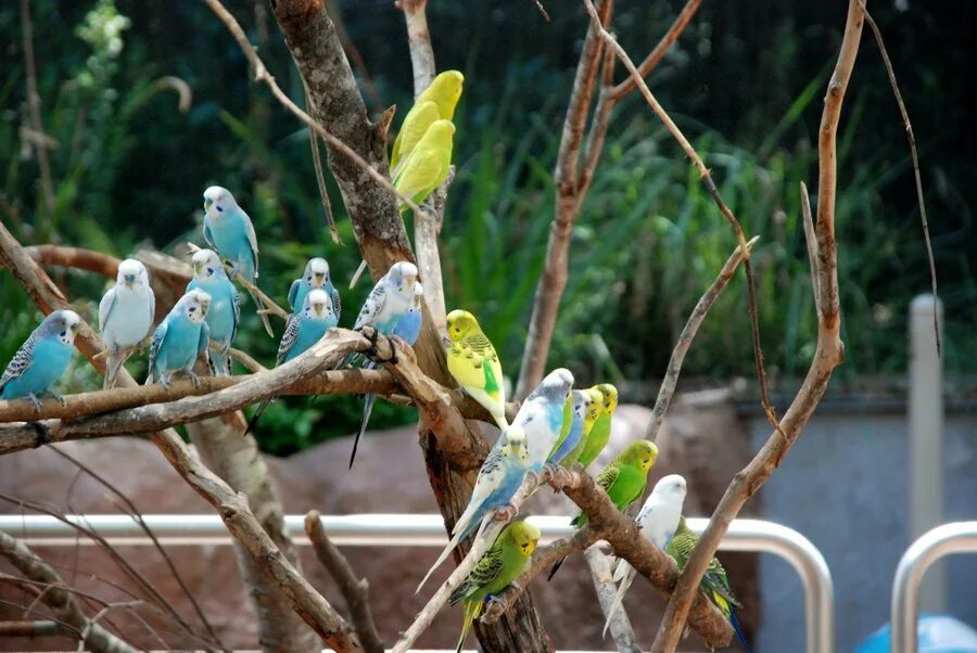 Стая волнистых попугаев в австралии. Волнистые попугаи на воле в австралии. Волнистые попугаи в природе. Фото волнистых попугайчиков. Волнистые попугаи в дикой природе стая.