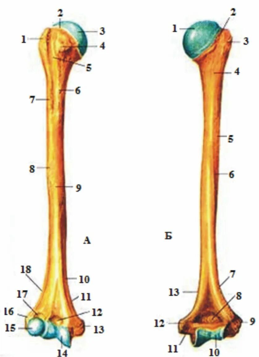 Плечевая кость латынь. Дельтовидная бугристость плечевой кости. Плечевая кость анатомия человека. Плечевая кость анатомия Синельников. Трубчатая плечевая кость.