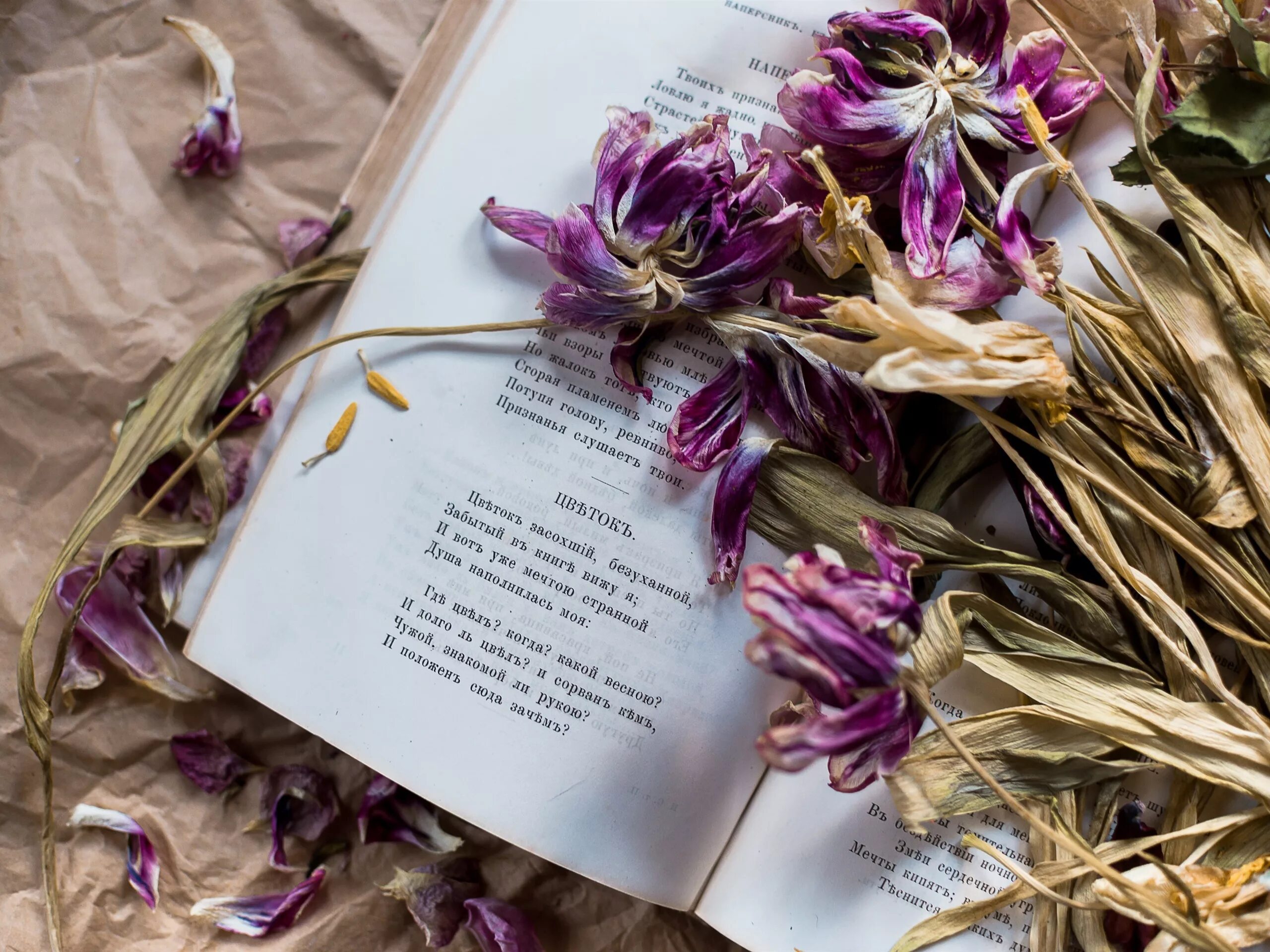 Книга стихов г. Книга цветы. Засушенный цветок в книге. Цветы из книги. Сухоцвет из книги.