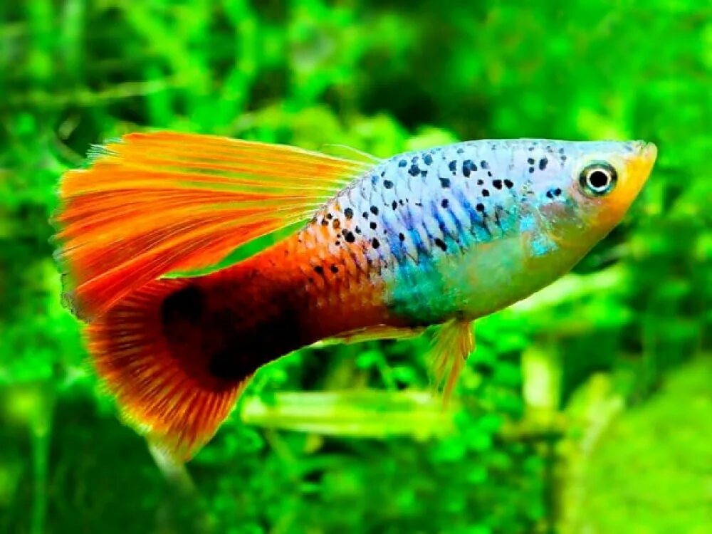 Platy