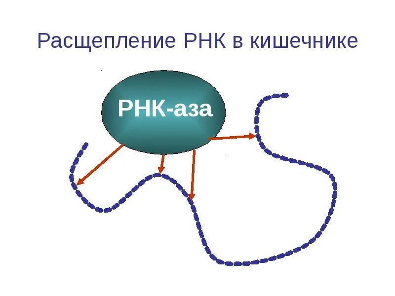 Деление рнк