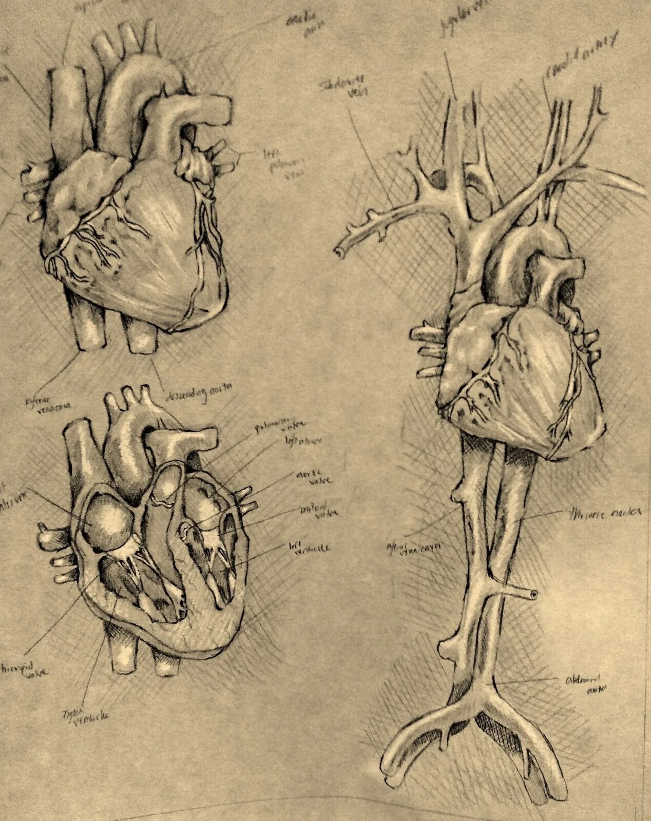 Анатомия картинки. Леонардо да Винчи сердце. Анатомические иллюстрации. Рисунки по анатомии. Зарисовки органов.