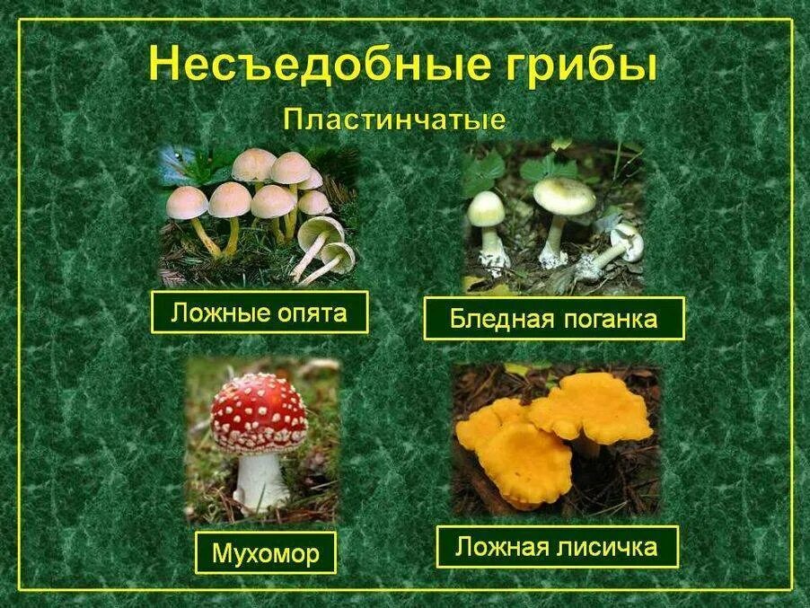 Ядовитые трубчатые. Трубчатые пластинчатые грибы съедобные несъедобные грибы. несъедобные пластинчатые грибы. несъедобные пластинчатые грибы названия. пластинчатые грибы таблица съедобные и несъедобные грибы.