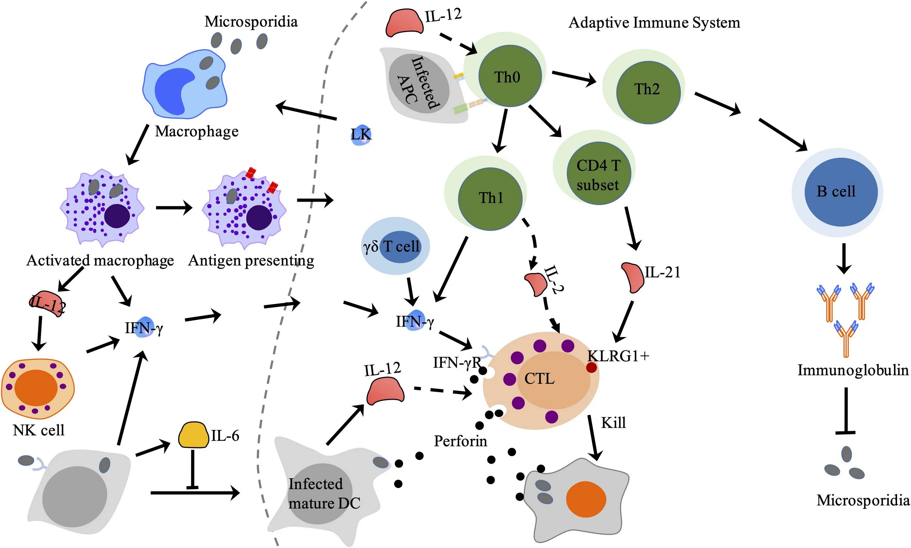 Immune System Cells. Adaptive immune System. Механизмы ускользания опухолей от иммунного надзора. Иммунная система фон.