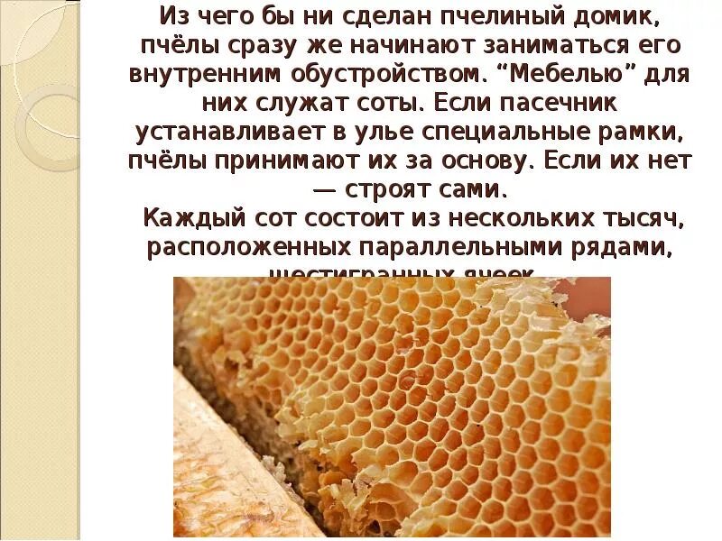 Текст про пчел. Пчелы делают соты. Доклад о пчелах. Как пчёлы делают мёд в сотах. Тема Пчеловодство.