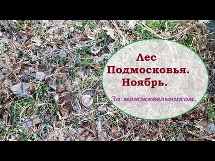 Погода в ноябре в подмосковье