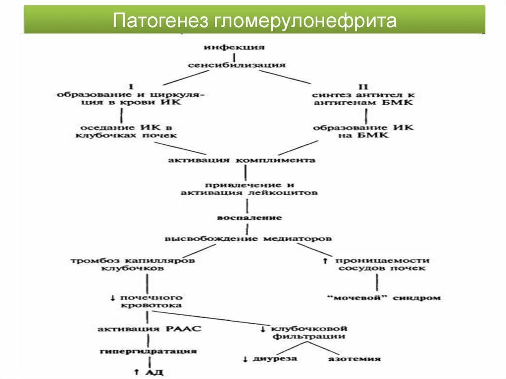 Схема лечения хронического гломерулонефрита. Этиология, классификация, патогенез гломерулонефрита. Схема лечения хронического гломерулонефрита. Лечение хронического гломерулонефрита клинические рекомендации. Терапия острого постстрептококкового гломерулонефрита.