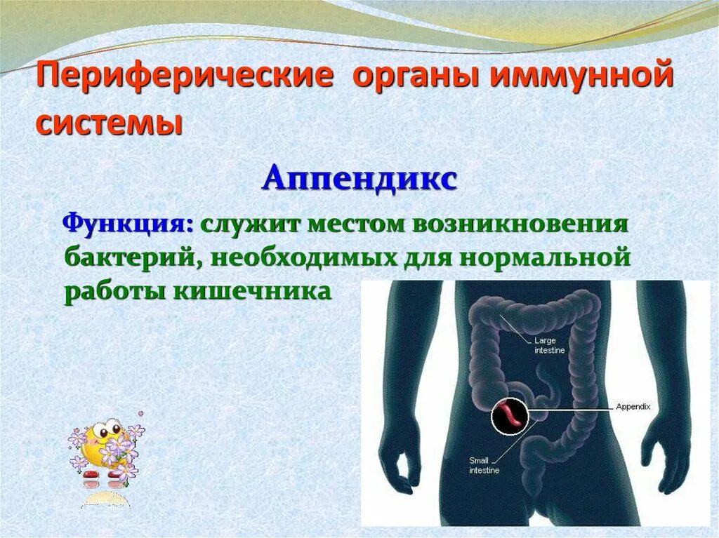 Иммунные функции выполняют