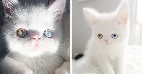 Кот пам пам