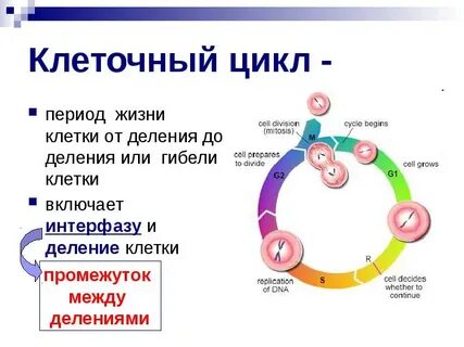 Фазы и периоды клеточного цикла