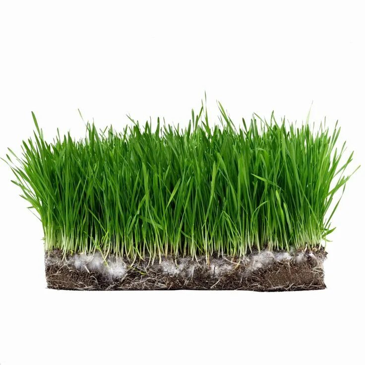 Grass plant. Газон. Газон для фотошопа. Посевной газон. Газон на белом фоне.