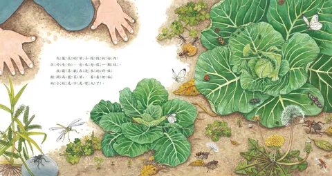 我 種 了 高 麗 菜(新 版) 