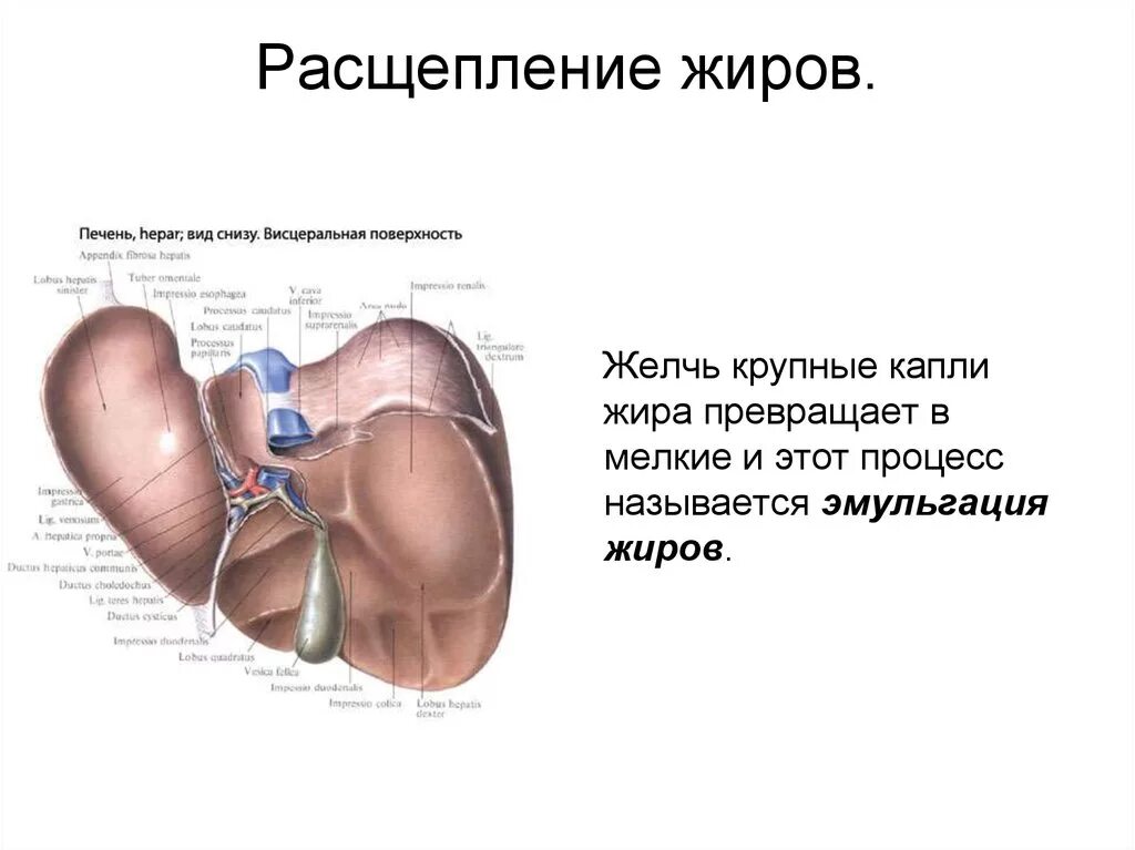 Печень расщепление жиров. Эмульгация жиров в печени. Висцеральная поверхность печени. Печень вид снизу висцеральная поверхность. Расщепление жиров в печени.