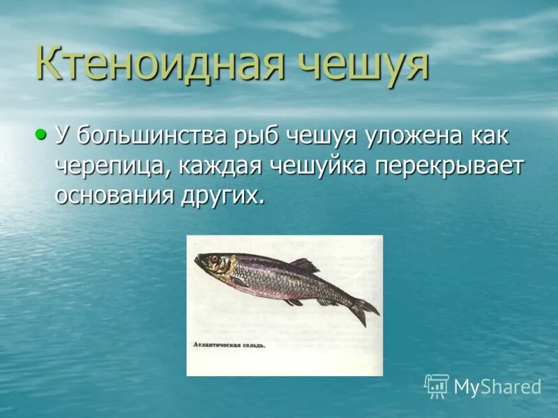 тритоны первичноводные или вторичноводные. тритоны первичноводные или вторичноводные. крокодилы вторичноводные. китообразные вторичноводные. вторичноводные организмы.