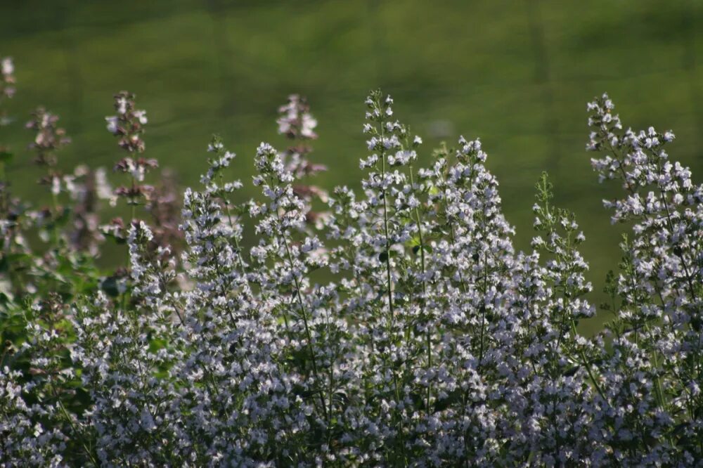 Душевик горная мята марвелетт. Душевик котовниковый (Calamintha Nepeta). Душевик котовниковый Блю Клауд. Каламинта котовниковая. Calamintha Calamintha Nepeta SSP. Nepeta Душевик.