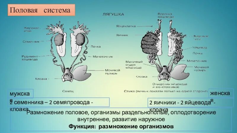 Клоака у земноводных и пресмыкающихся. Земноводные выделительная система органы. Выделительная система лягушки 7 класс. Органы выделения система земноводных. Выделительная система амфибий.