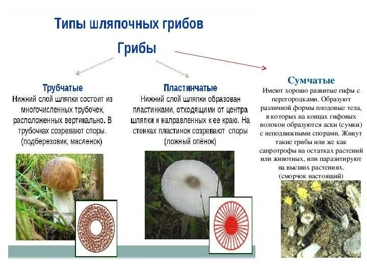 Пластинчатый гриб примеры строение различие. Грибы трубчатые пластинчатые сумчатые. типы грибов трубчатые пластинчатые. классификация грибов трубчатые пластинчатые. пластинчатые и трубчатые грибы строение.