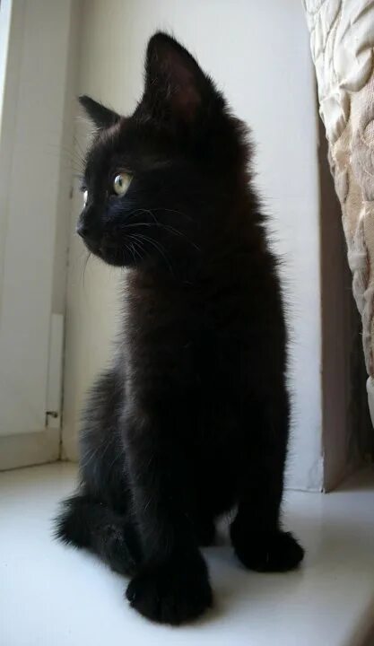 Купить кошку севастополь. Черный кот Севастополь. Черный кот Севастополь пристроймиат. Купит черный котёнка Севастополь.