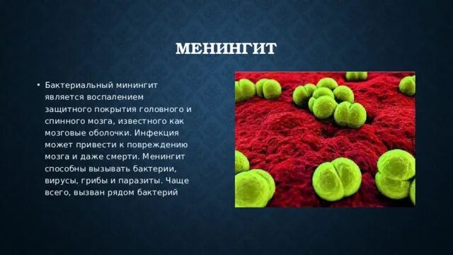 Какие болезни вызывающие бактериями вам известны. Болезни вызываемые бактериями. Заболевания вызванные бактериями. Сообщение "заболевания вызываемые бактериями". Болезни вызываемые бактериями 5 класс.