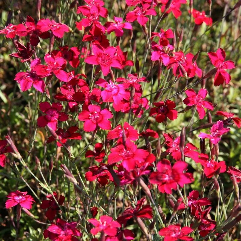 Гвоздика травянка Leuchtfunk. Гвоздика травянка "Leuchtfunk" (Dianthus deltoides). Гвоздика травянка Самос. Гвоздика травянка конфетти дип ред. Гвоздика травянка посадка и уход