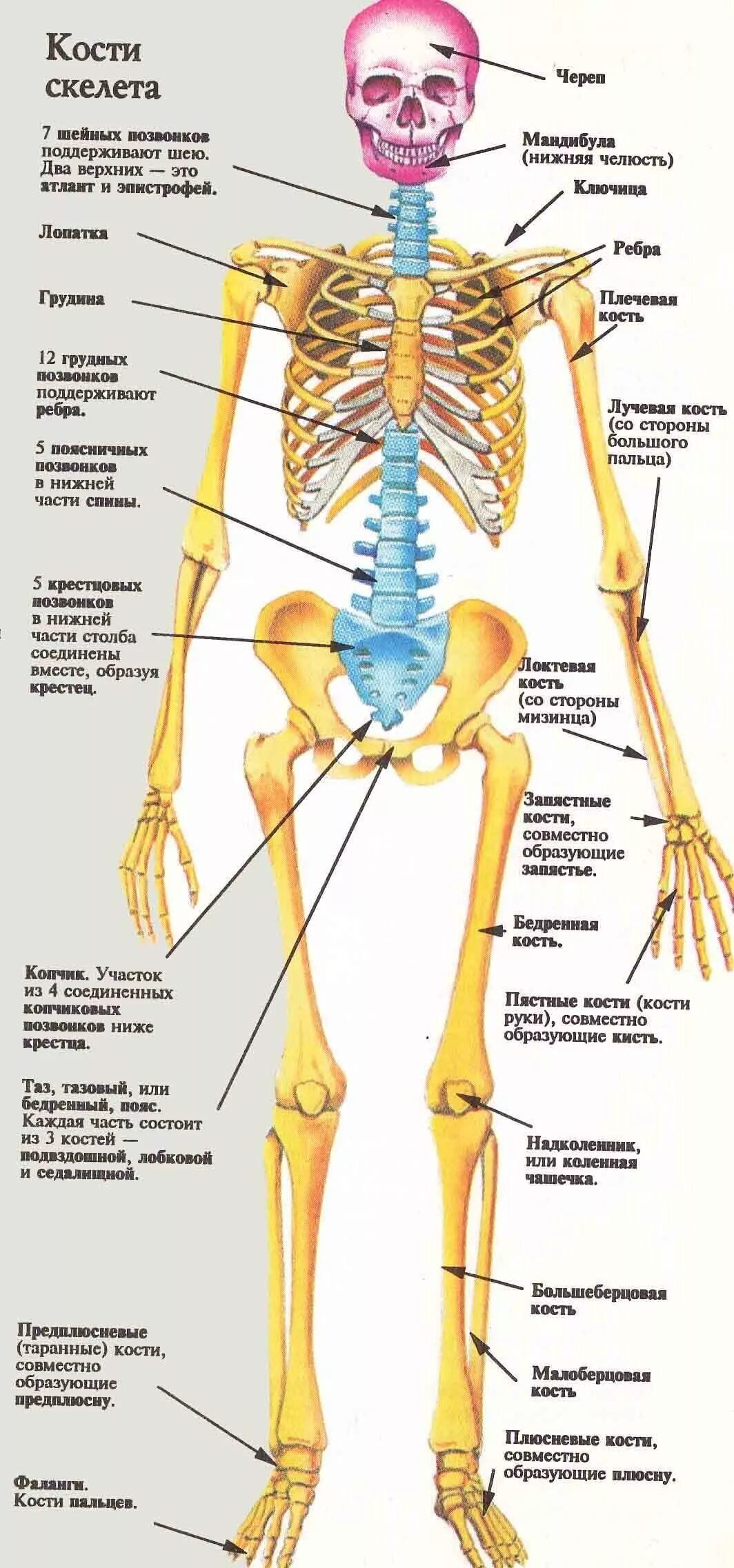 Скелет с названиями костей на русском языке. Строение костей скелета. Строение костей человека и их названия. Скелет человека с описанием костей и суставов. Описание скелета человека анатомия.