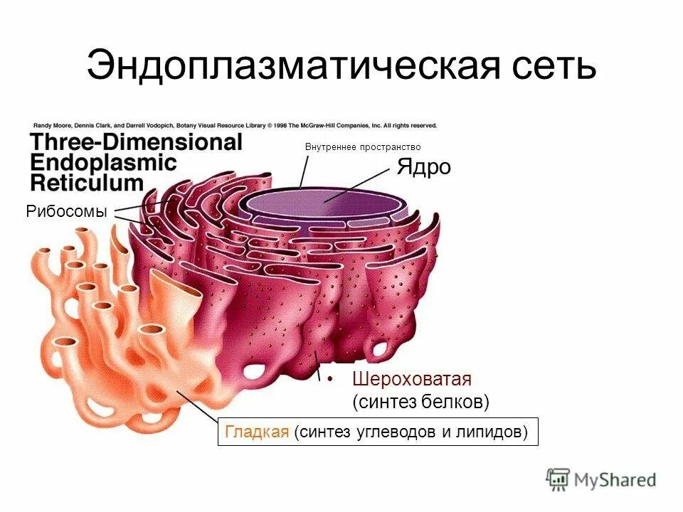 Канал эндоплазматической сети