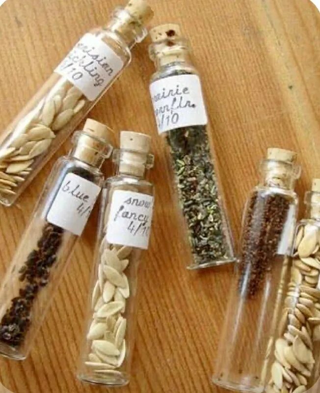 Хранение семян в домашних условиях. Хранить семена зимой. Закрутки семян. Хранение семян. Семена в пробирке.