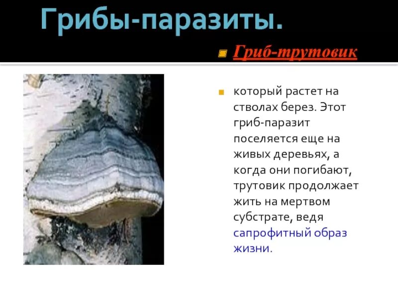 Трутовик гриб паразит. Грибы паразиты трутовики описание. Трутовик презентация. Сообщение о грибах паразитах. Трутовик царство