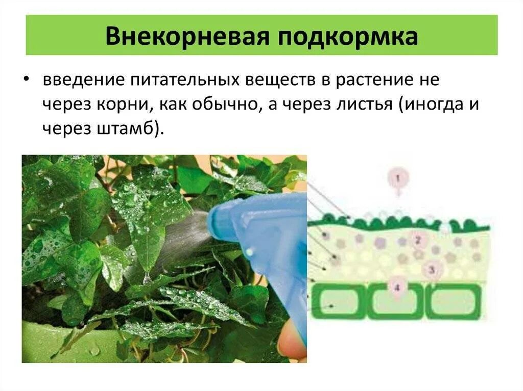 Внекорневая подкормка. Некорневая подкормка растений. Вне корнивые подкормки. Удобрение для внекорневой подкормки.