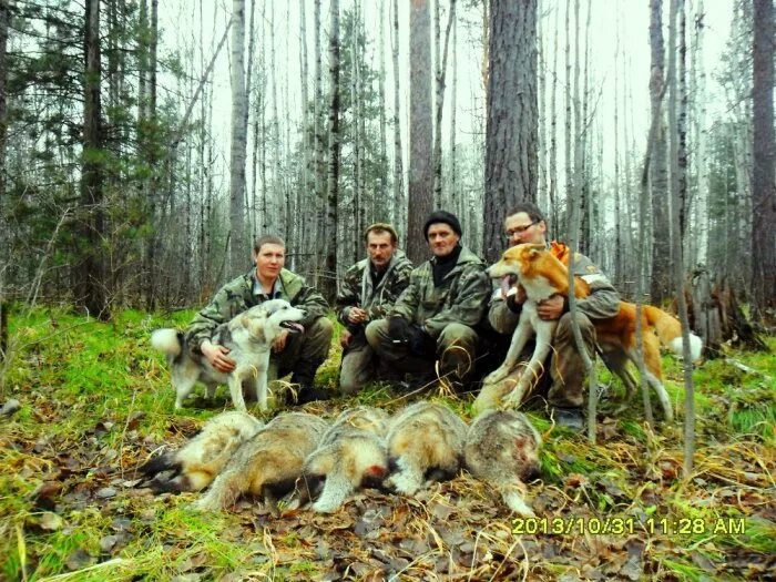 Сибирские охотники собиратели. Сибирская охотничья палата. Групповое фото охотники. Когда открытие охоты в 2024 году весной