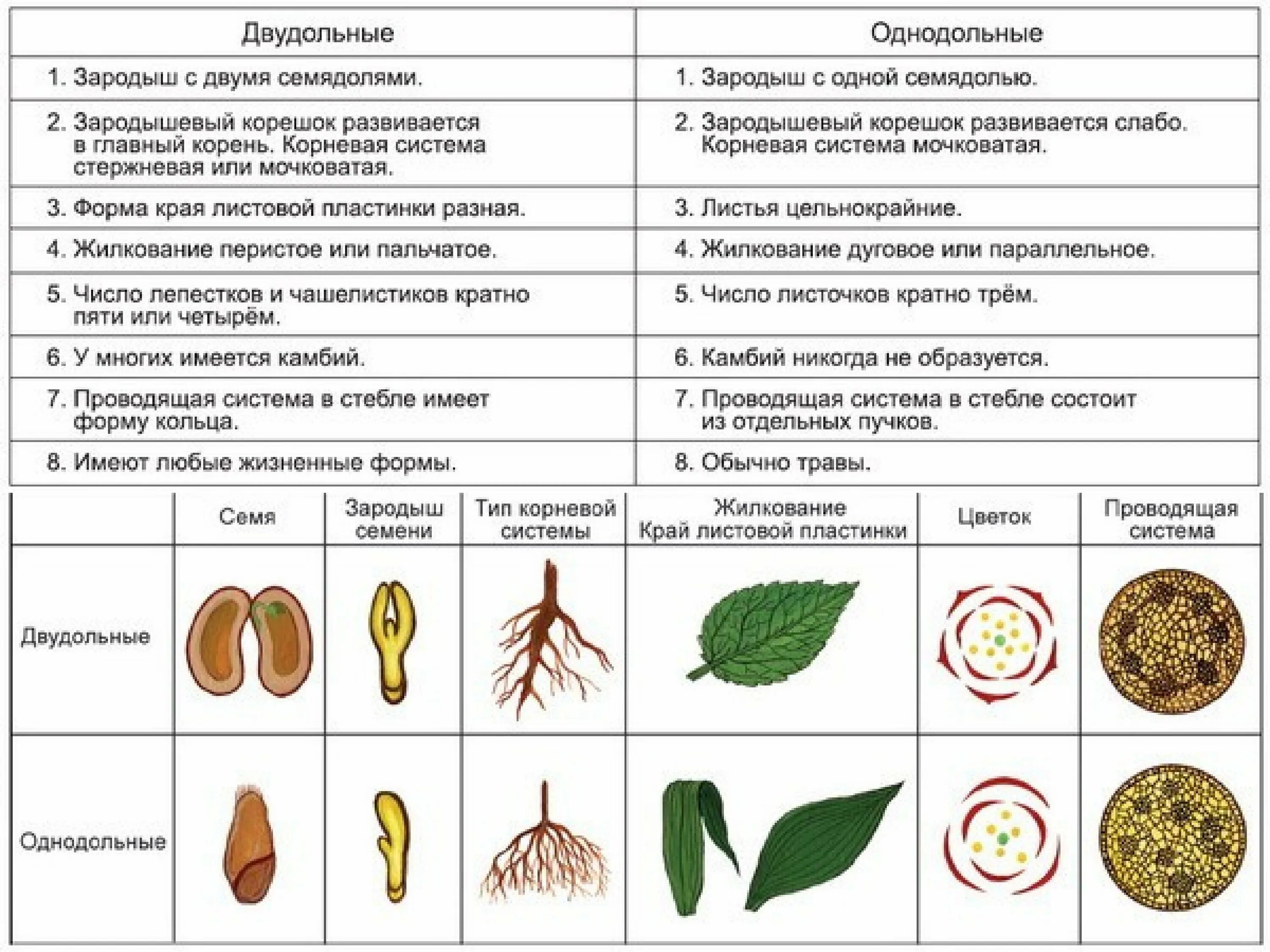 Признаки семян двудольных растений. Строение цветка однодольных и двудольных растений таблица. различия однодольных и двудольных растений таблица. отличия однодольных и двудольных растений таблица. признаки однодольных и двудольных растений таблица.