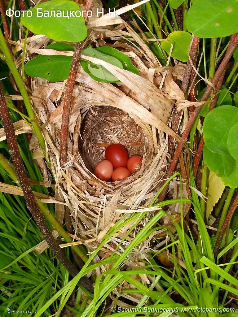 Яйца кукушки фото. Гнездо пеночки. Пеночка птица гнездо. Гнездо кукушки. Гнездо с яйцом кукушки.