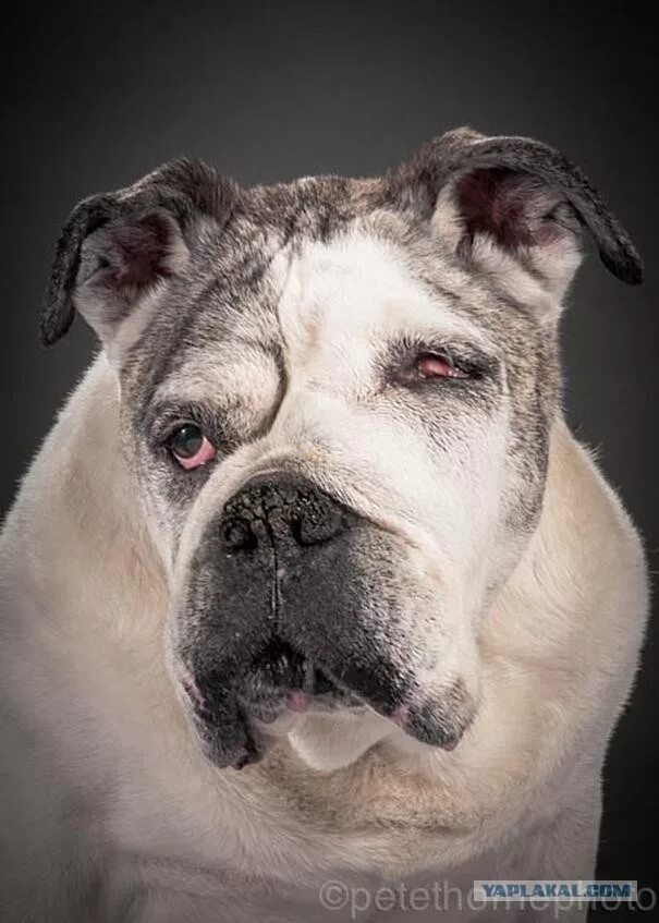 Волкодав дворняга. Сенильный период. Животные стареют. Длинношерстная такса кремовая. Собаки в молодости и в старости.