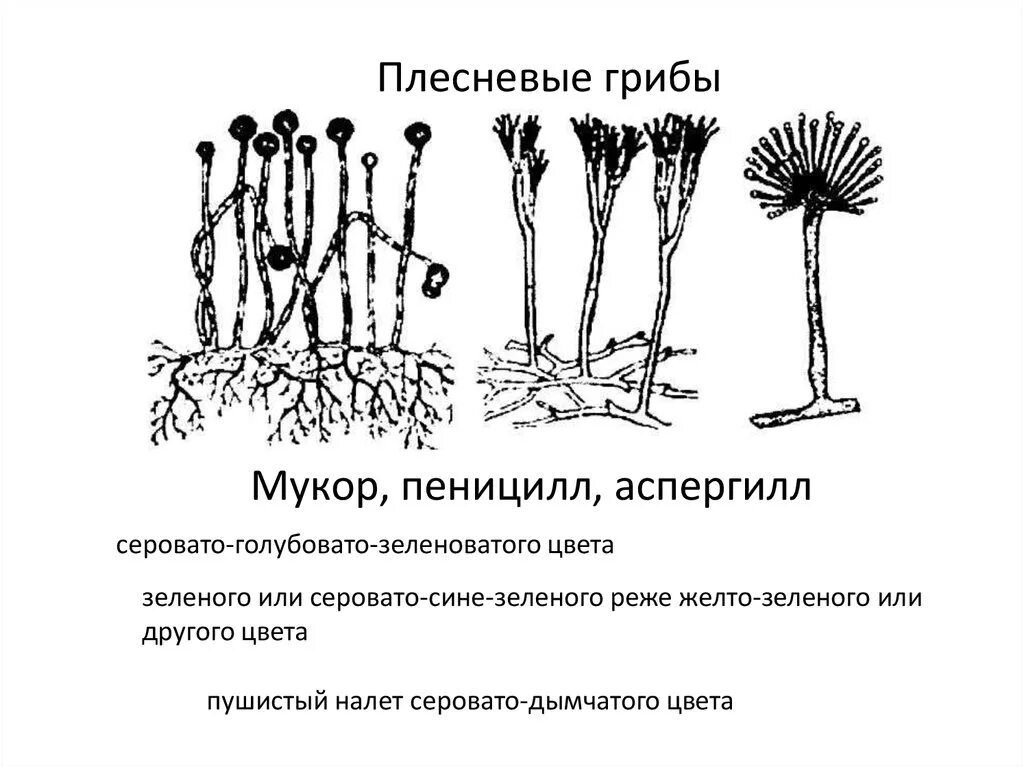 Мукор особенности. Плесневые грибы аспергилл. Плесневые грибы мукор пеницилл аспергилл. Морфологические признаки грибов родов Mucor. Строение плесневого гриба пеницилла.