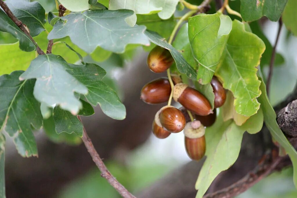 Желудь семена дуба. Дубовые желуди. Дубовый орех. Дуб черешчатый желуди. Дуб орех.