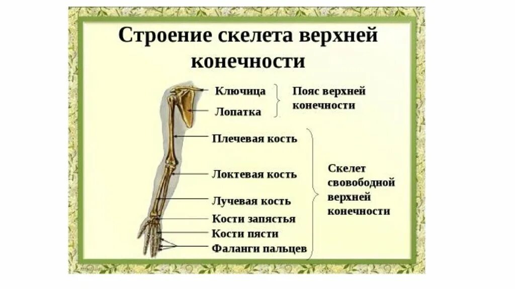 Сколько конечностей верхних конечностей. Строение скелета верхней конечности (отделы и кости). Скелет конечностей верхняя конечность. Отделы скелета свободной верхней конечности строение. Кости верхней конечности анатомия кратко.