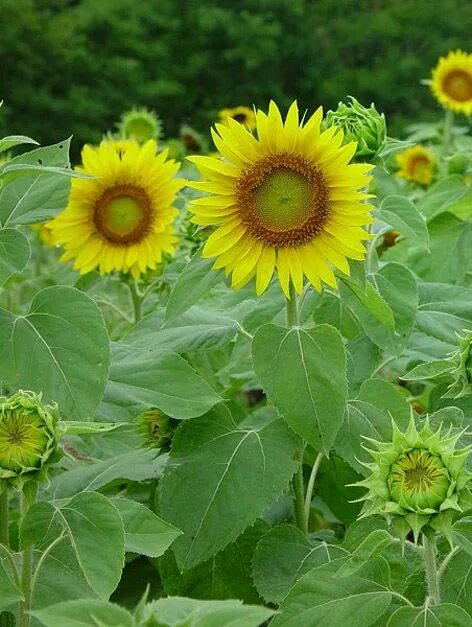 Цветы как подсолнух как называется. Подсолнечник helianthus annuus l.. подсолнечник это однолетнее травянистое растение. подсолнечник однолетник. цветы похожие на подсолнух.