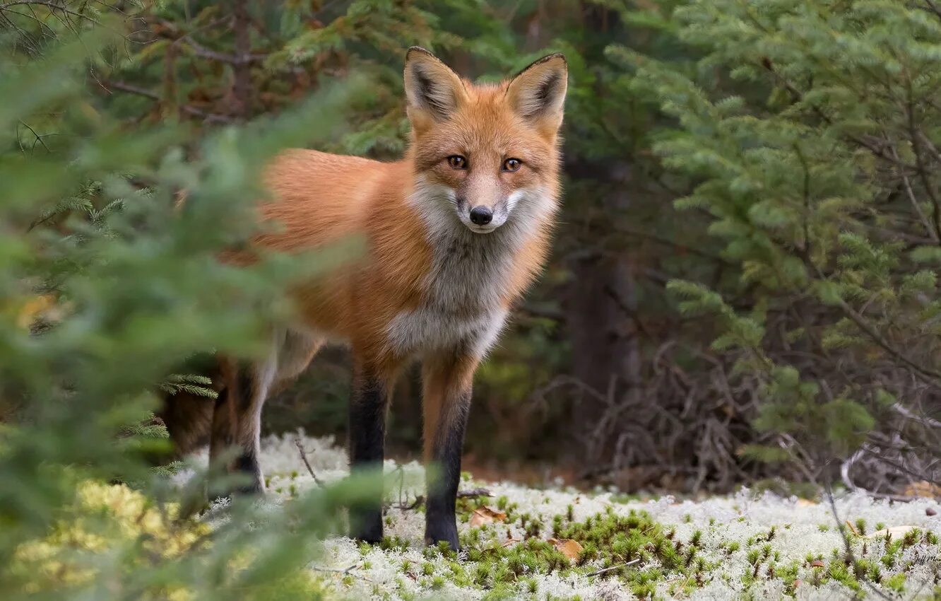 «лиса в лесу». лиса осенью. животные в лесу. лиса в тихом лесу. лиса в тихом лесу.