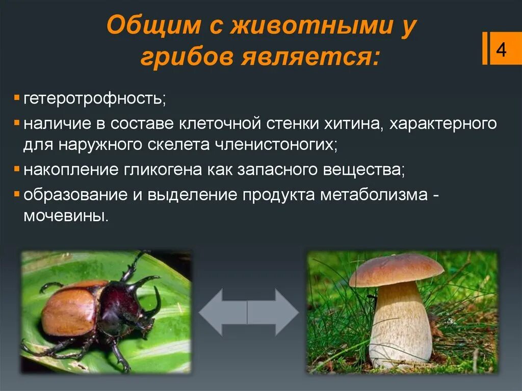 Клеточное строение грибов хитин. Хитин структурная. Клеточная стенка из хитина у грибов. Целлюлоза хитин грибы. Целлюлоза хитин грибы.