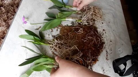 Спатифиллум в грунте для орхидей