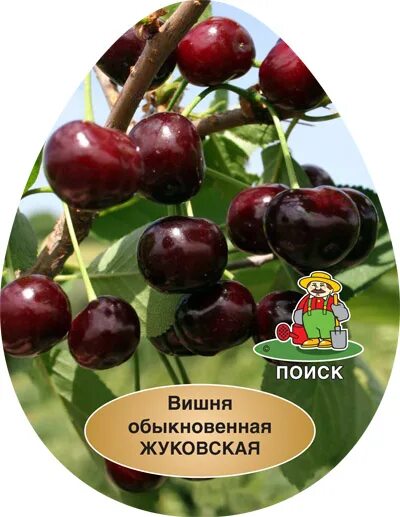 Вишня сорт жуковская отзывы. Вишня обыкновенная жуковская. вишня сорт жуковская. вишня жуковская зимостойкость. вишня плодовая жуковская.