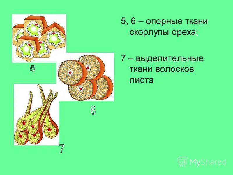 Опорные ткани растений. Опорные ткани. Выделительная ткань. Клетка скорлупы ореха. Строение клетки скорлупы ореха.