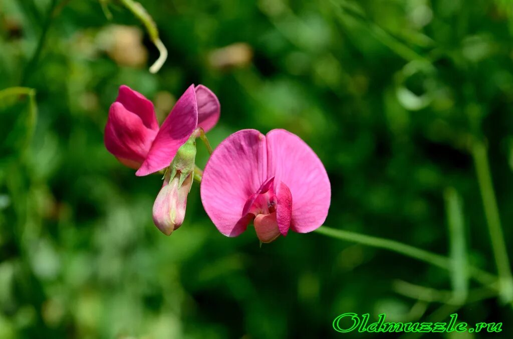Сочевичник альба. Бобовые мотыльковые вика. Чина льнолистная. Горошек чина широколистная. Lathyrus.