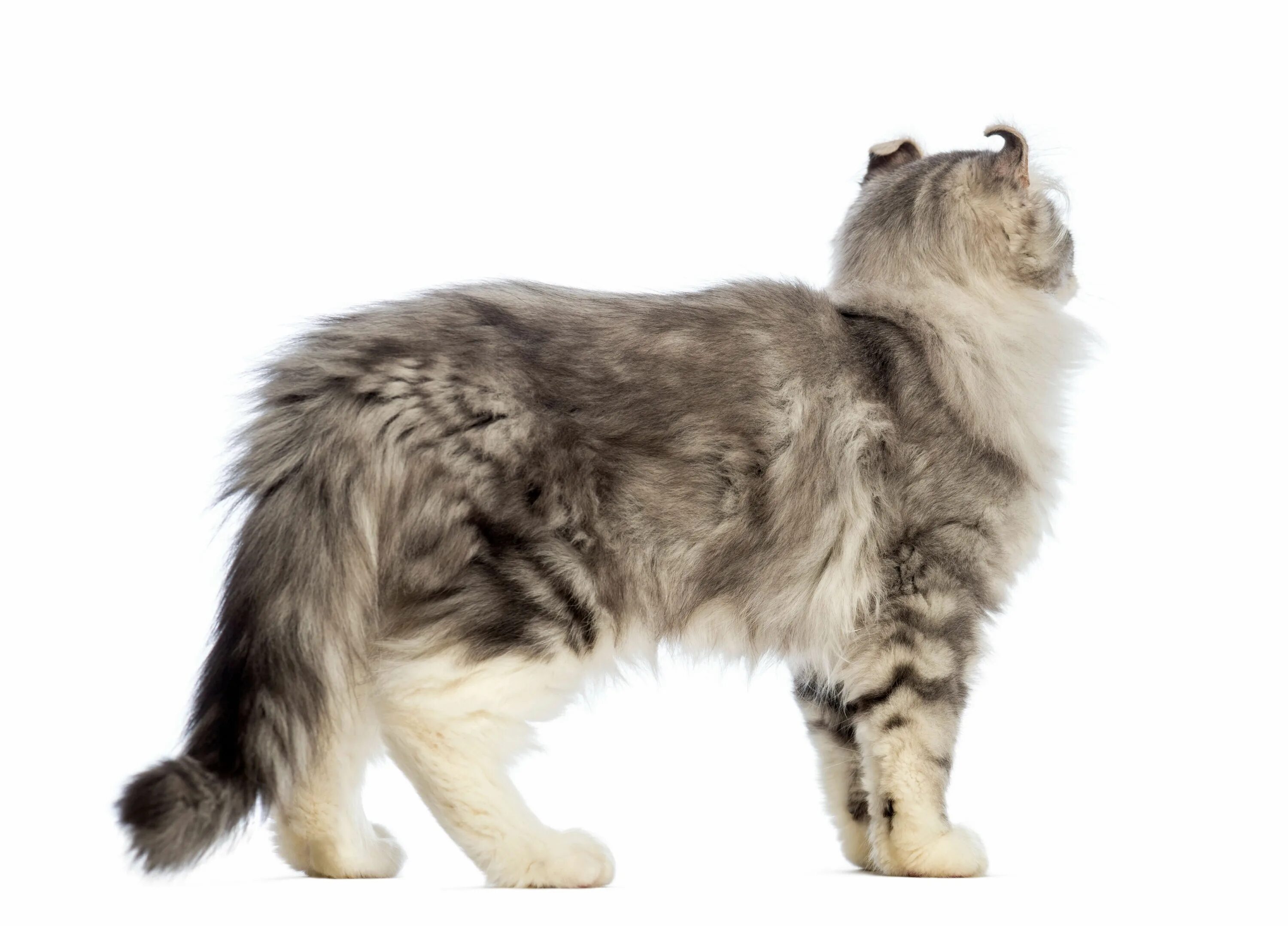 Curl cat