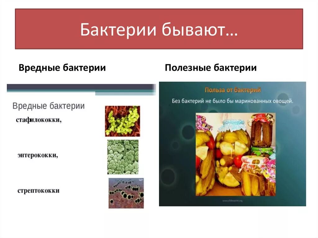 Полезные микроорганизмы. Полезные и вредные бактерии. Вредные бактерии названия. Полезные бактерии названия. Полезные и вредные бактерии названия.