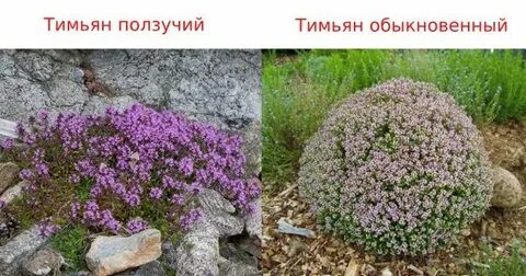 Тимьян ползучий применение