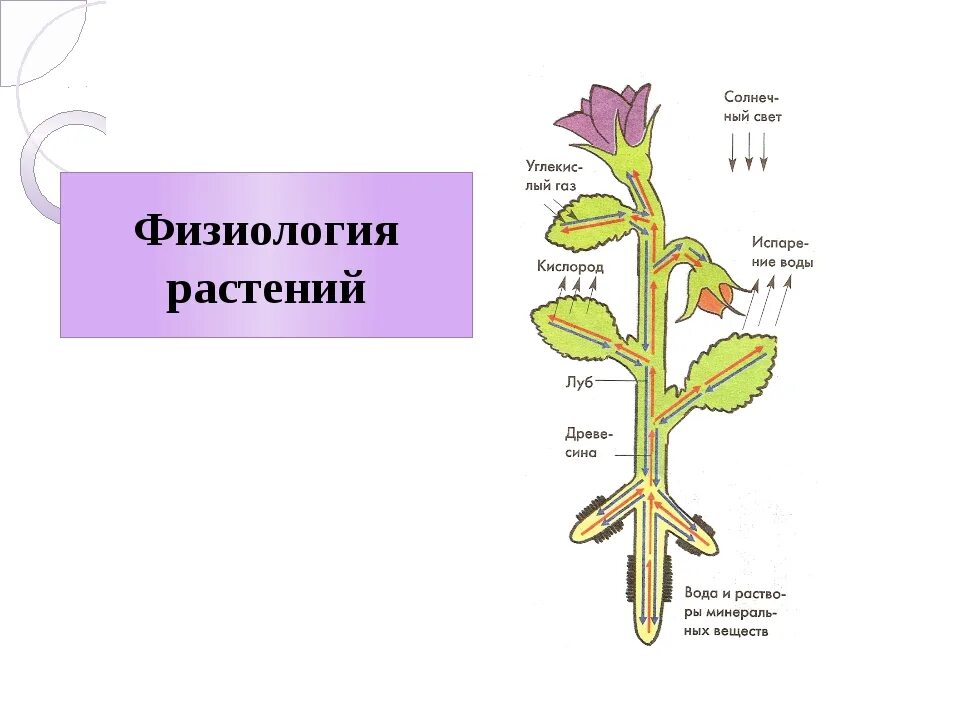 В каких органах растения протекает процесс. Физиология растений. Анатомия и физиология растений. Процессы физиологии растений. Физиологические растения.