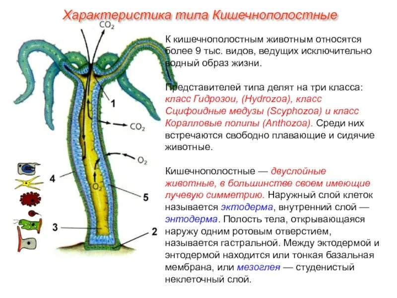Форма тела кишечнополостных. Строение эктодермы и энтодермы кишечнополостных. клетки эктодермы кишечнополостных 7 класс. строение эктодермы кишечнополостных. тип кишечнополостные эктодерма и энтодерма.