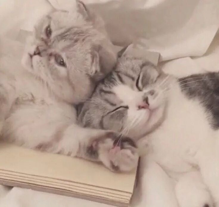 Два рыжих кота. Котенок играет. Котенок и мышонок. Кошачий фотограф андриус бурба. Китайская кошка гобийская серая кошка.