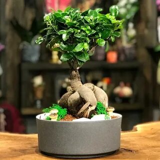 Фикус микрокарпа гинсенг